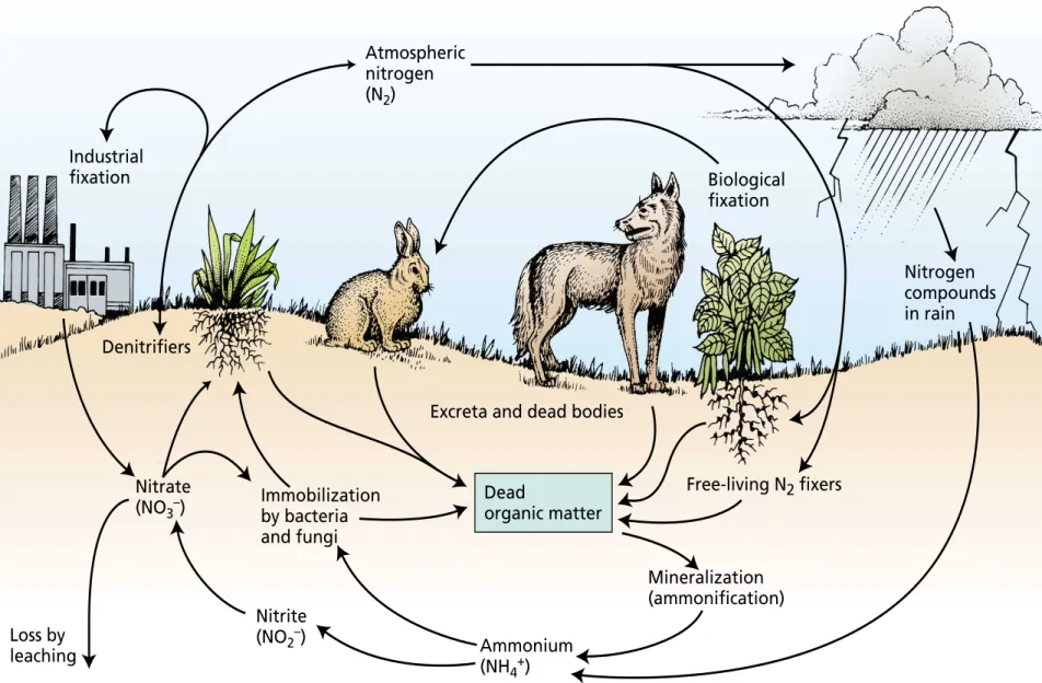 FIGURE 12.1 Nitrogen cycles through the atmosphere as it changes from a gaseous form to reduced ions before being incorporated into organic compounds in living organisms