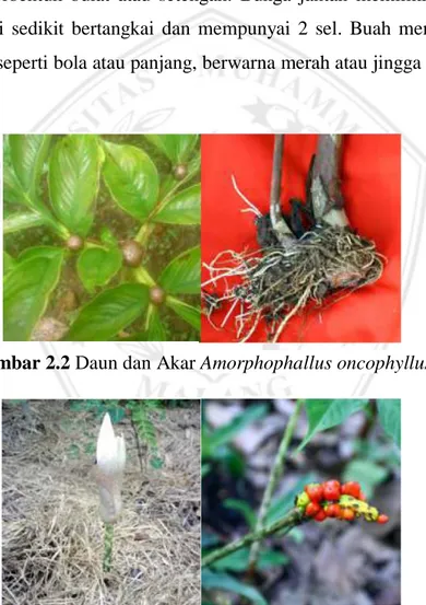 Gambar 2.2 Daun dan Akar Amorphophallus oncophyllus 