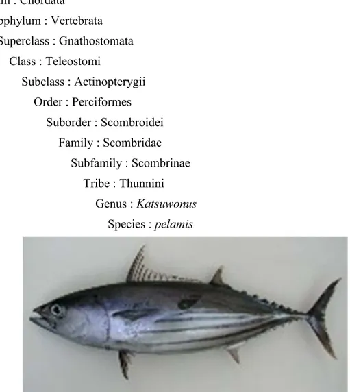 Gambar 2. Ikan cakalang (        )