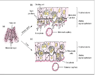 Gambar 4  Sel binukleat, kontribusinya terhadap plasenta ruminansia yang definitif    dan karakteristik endokrinnya (Wooding 1992)  Keterangan : (a) Bagian plasenta matang yang memperlihatkan vili kotiledon     