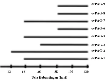 Gambar 6   Diagram ekspresi ovPAG sepanjang usia kebuntingan (Green et al. 2000) 