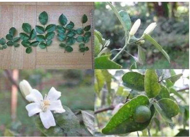 Gambar 16  Jenis baru Murraya cyclopensis (Rutaceae). 