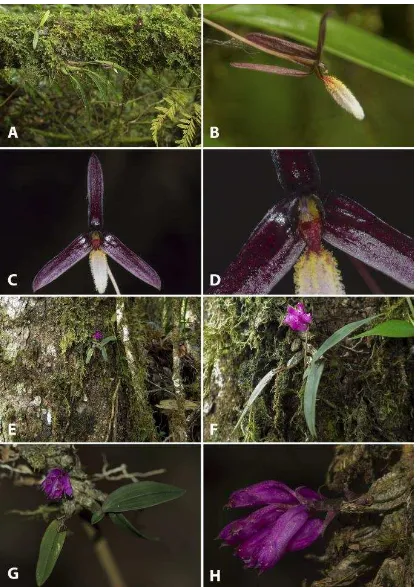 Gambar 17  Jenis baru anggrek, Bulbophyllum leucoglossum: A habitat dan perawakan, B-D bunga