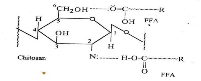 Gambar 2.4. Ikatan hidrogen yang terbentuk dari kitosan dan asam lemak bebas 