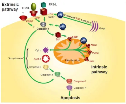 Gambar 1. Sebuah model apoptosis yang diperantarai oleh p53. Model ini mewakili keterlibataan p53 dalam pathway apoptosis intrinsik dan ekstrinsik