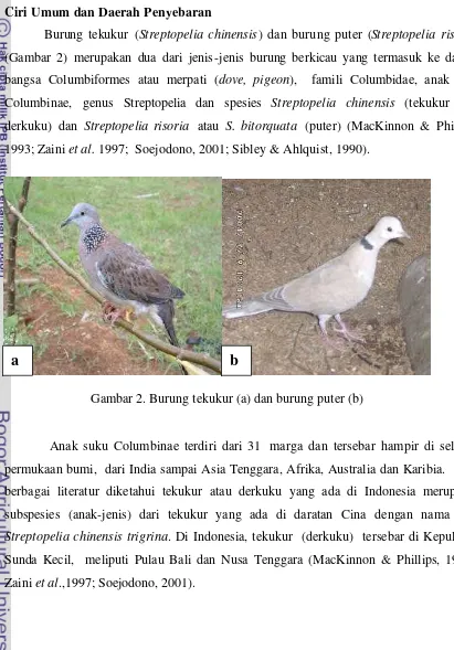Gambar 2. Burung tekukur (a) dan burung puter (b) 