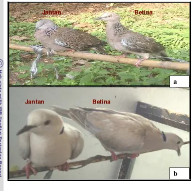 Gambar 9. Burung tekukur (a)  dan puter  (b) menurut jenis kelamin 