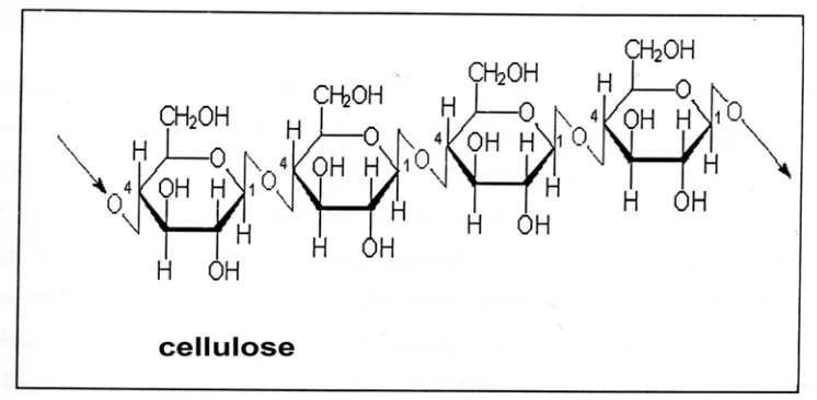 Gambar  2.4. Struktur Molekul Selulosa (Sungai, 2009) 
