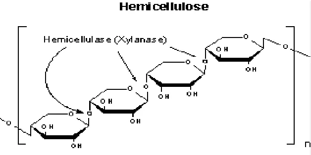 Gambar 2.5. Struktur molekul hemiselulosa (Sungai, 2009) 