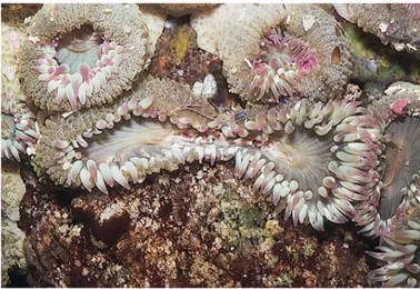 Gambar 1. 1 Reproduksi aseksual anemon laut 