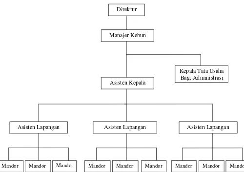 Gambar 2.1 Struktur Organisasi PT. PATI SARI Aceh Tamiang 