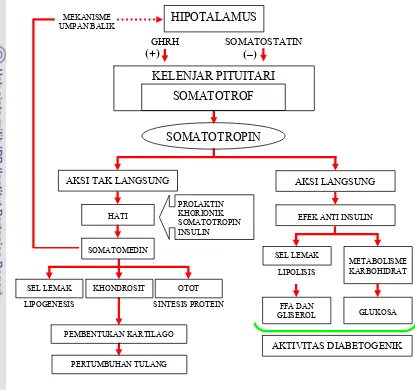 Gambar 2. Aktivitas langsung dan tidak langsung ST pada pertumbuhan dan metabolisme ( Kamil et al