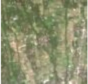 Gambar 1. Citra Landsat 8 OLI di area kajian 