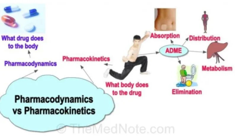 Gambar 3. 1: Perbedaan farmakokinetika dan farmakodinamika 