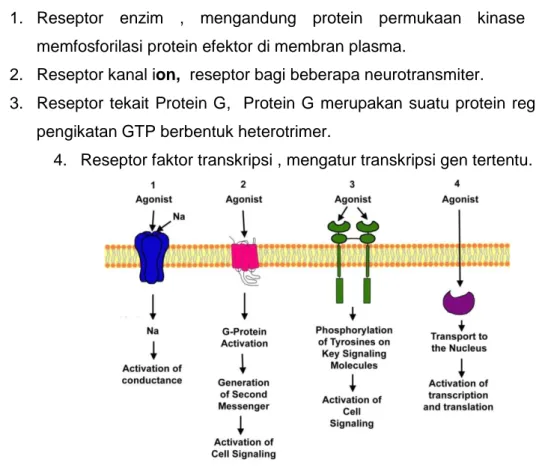 Gambar 3. 4: Jenis-jenis reseptor 