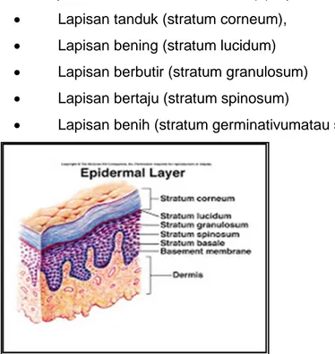 Gambar 3Struktur Epidermis 