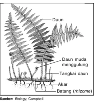 Gambar 4. Bagian-bagian tumbuhan paku