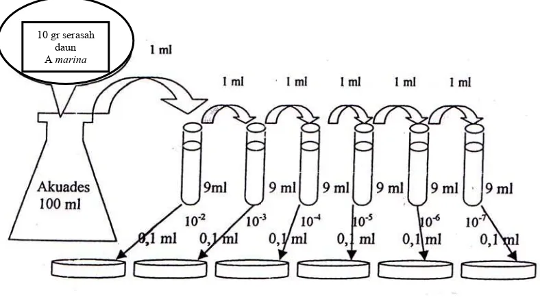 Gambar 5. Metode  pengeceran  serasah  daun  A. marina  untuk isolasi fungi pada       cawan petridish  