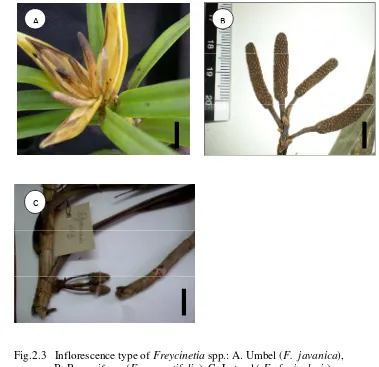 Fig.2.3 Inflorescence type of Freycinetia spp.: A. Umbel (F. javanica),