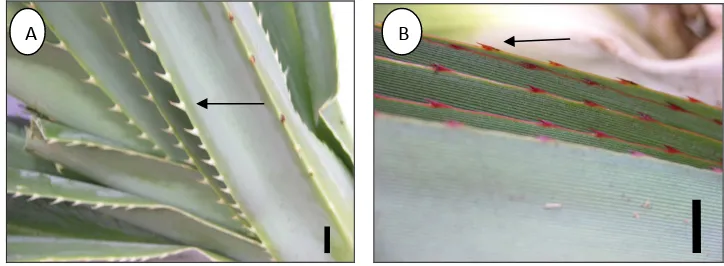 Figure 2.7 Prickles type of Pandanus leaves: A. White prickles (P. tectoriusvar. littoralis) ; B