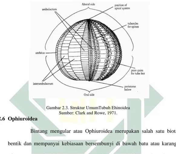Gambar 2.3. Struktur UmumTubuh Ehinoidea  Sumber: Clark and Rowe, 1971. 