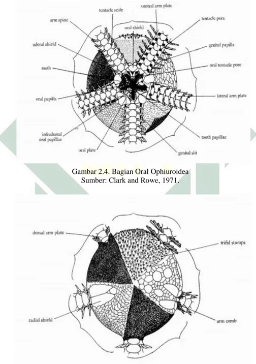 Gambar 2.4. Bagian Oral Ophiuroidea  Sumber: Clark and Rowe, 1971. 