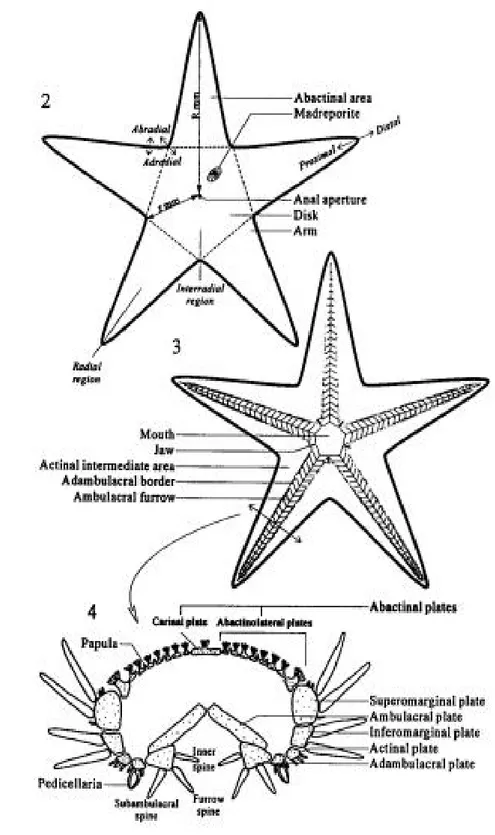 Gambar 2.8. Bagian Tubuh Bintang Laut Yang Di Identifikasi  Sumber: Vanden Spiegel et al 1998