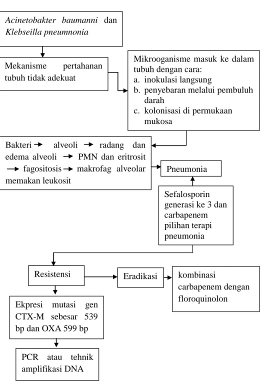 Gambar 2.4 Kerangka Teori (Raffa dan Rawls  2014). 