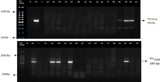 Gambar 4.1 Distribusi gen CTX-M dan OXA pada Acinetobacter baumanni 