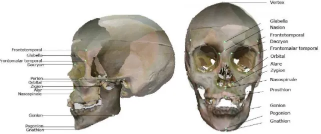 Gambar Dari kiri ke kanan, craniometric landmarks utama: gambaran lateral dan frontal