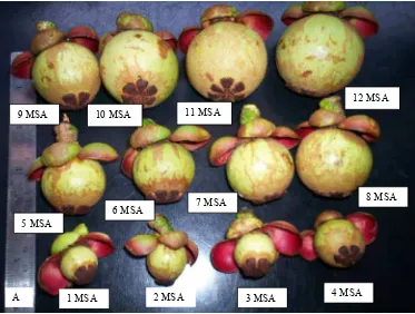 Gambar 3.  Perkembangan morfologi buah manggis A. umur 1 hingga 12 MSA dan B. morfologi buah umur 13 hingga 16 MSA (Sumber: Tesis,  Siti Ropiah, 2009)  