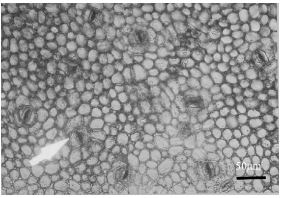 Gambar 10  Distribusi stomata di permukaan kulit luar buah manggis pada umur 4 minggu setelah antesis