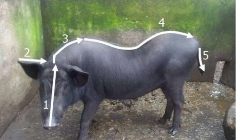 Gambar 1. Pengukuran Panjang Tubuh Babi Bali 
