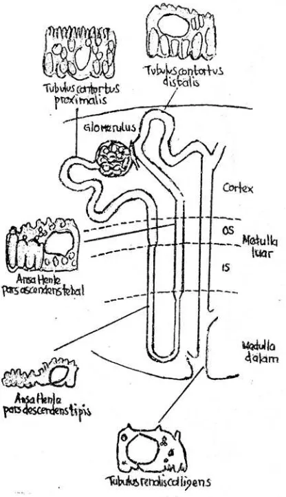 Gambar 1 : Diagram nefron yang membentuk bagian tubulus renalis 