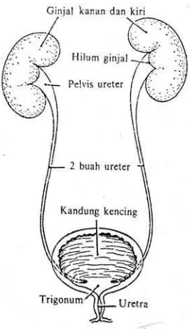 Gambar 2 : Organ – organ yang membentuk saluran urinari 