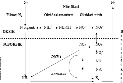 Gambar 2  Transformasi   nitrogen  oleh   mikroba   (Francis et al                  menghasilkan  NH