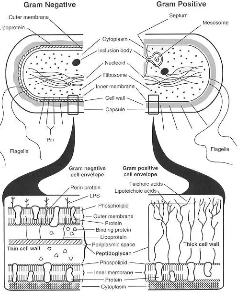 Gambar 6 Struktur dinding sel bakteri Gram positif dan Gram negatif  