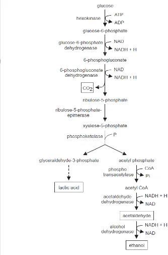 Gambar 2 Jalur fosfoketolase yang digunakan oleh BAL heterofermentatif (Hutkins 2006)