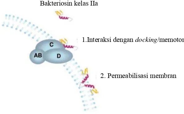 Gambar 5   Skema dua tahap yang terlibat dalam mekanisme aksi dari bakteriosin 