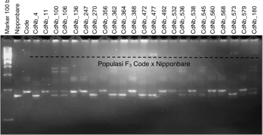 Gambar 3. Hasil elektroforesis populasi F 3  terpilih menggunakan marka RM 7601 pada gel poliakrilamid 8%