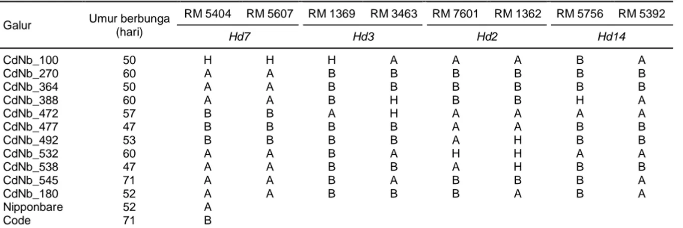 Tabel 9.  Skoring SSR populasi F 4  terpilih dengan 8 marka berbeda. 