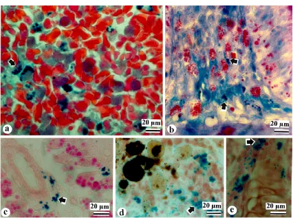 Gambar 3. (a) Makrofag tunggal besar (panah), neutrofil dan eritrosit pada limpa dari ikan buenos aires tetra(hyphessobrycon anistsi)
