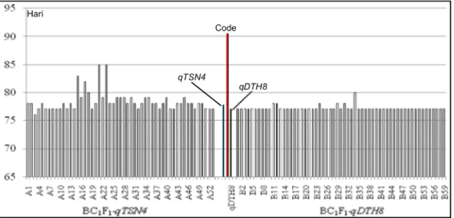 Gambar 2. Umur berbunga galur-galur terpilih BC 1 F 1 -qTSN4 dan BC 1 F 1 -qDTH8 (pola AAH) dibanding dengan tetua Code