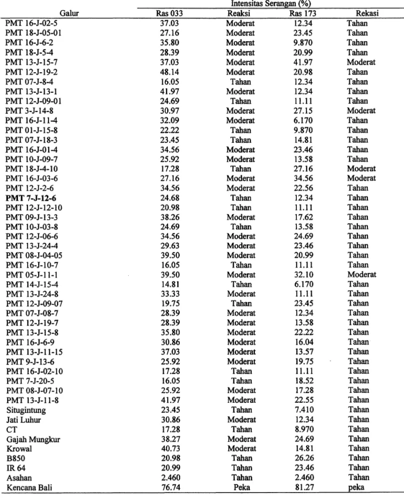Tabel  1.  Rata-rata  Intensitas  Serangan Ras  033  dan  Ras  173  pada 49  Galur Padi  Gogo  Toleran  TanahMasam 