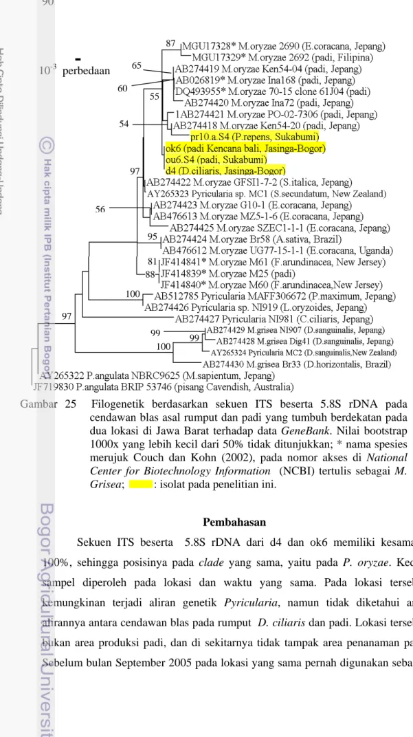 Gambar 25  Filogenetik berdasarkan sekuen ITS beserta 5.8S rDNA pada  cendawan blas asal rumput dan padi yang tumbuh berdekatan pada  dua lokasi di Jawa Barat terhadap data GeneBank