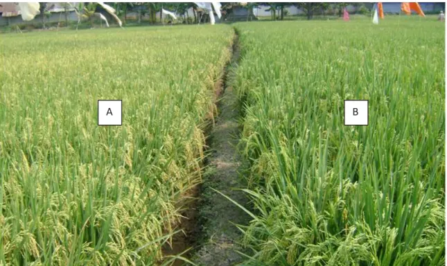 Gambar 3.   Kondisi umur panen tanamam padi yang mendapat perlakuan berbeda,  A = diberi nano silika 