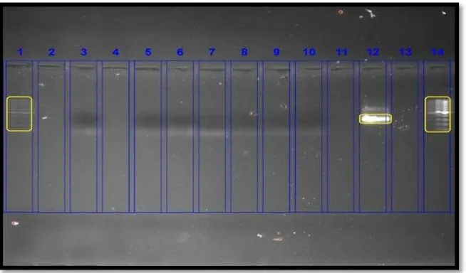 Gambar 1 Hasil uji PCR primer IS900 pada sampel dari peternakan di daerah Malang. Pita DNA MAP tidak terdeteksi pada ke-5 sampel (kolom 4-8), kontrol positif (kolom 2), kontrol negatif (kolom 9), dan marker 100 bp DNA ladder (kolom 1 dan 11)