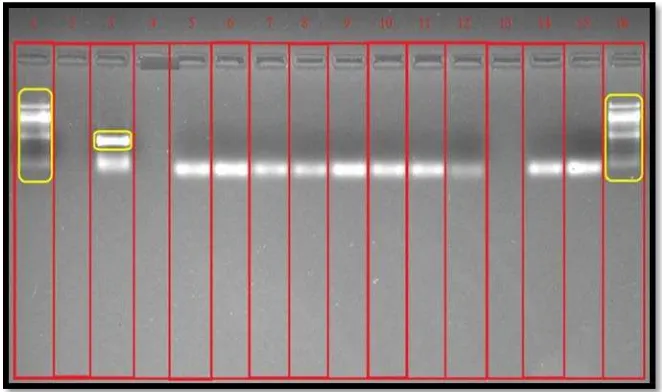 Gambar 5 Hasil uji nasted PCR menggunakan primer F57 Rn. Pita DNA MAP tidak terdeteksi pada sampel kolom 5-9 (sampel Kebumen), kolom 10 dan 11 (sampel Bandung), dan kolom 12 (sampel Bandarlampung)