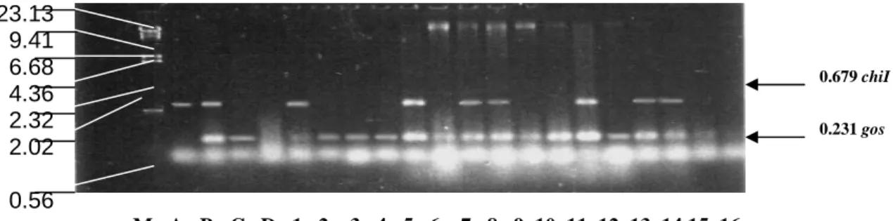 Table 1.  The number of third generation (T 2 ) transgenic rice lines showing PCR result of 