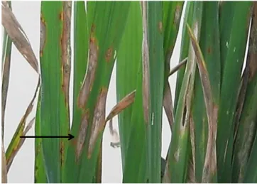 Gambar 1. Gejala penyakit blas pada daun padi varietas Conde.            menunjukkan gejala daun mengering